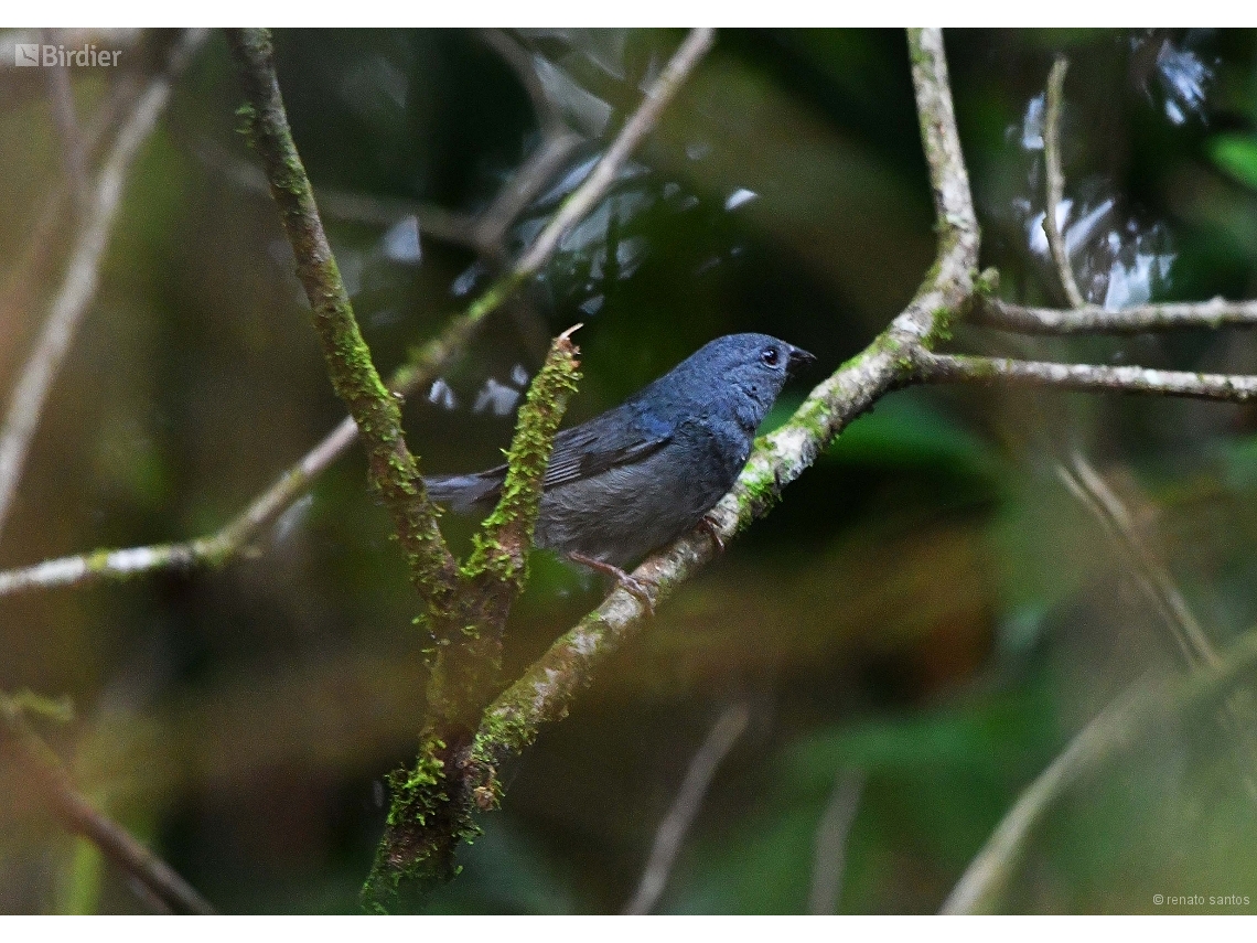 Haplospiza unicolor