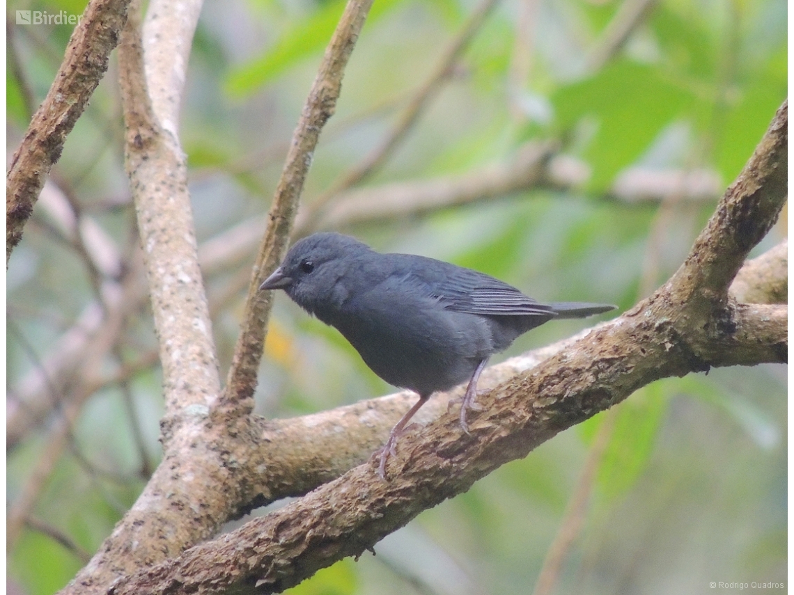 Haplospiza unicolor