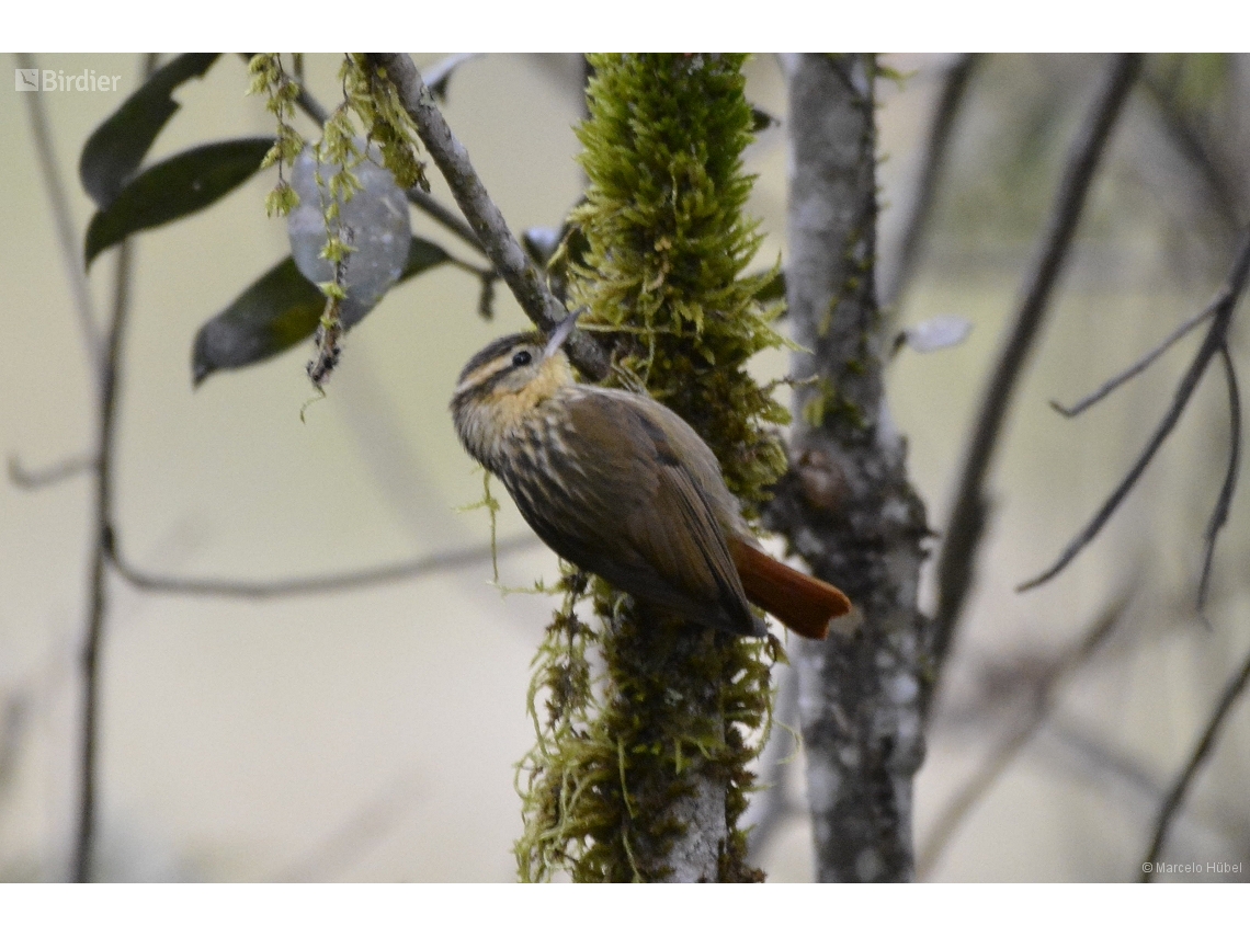 Heliobletus contaminatus