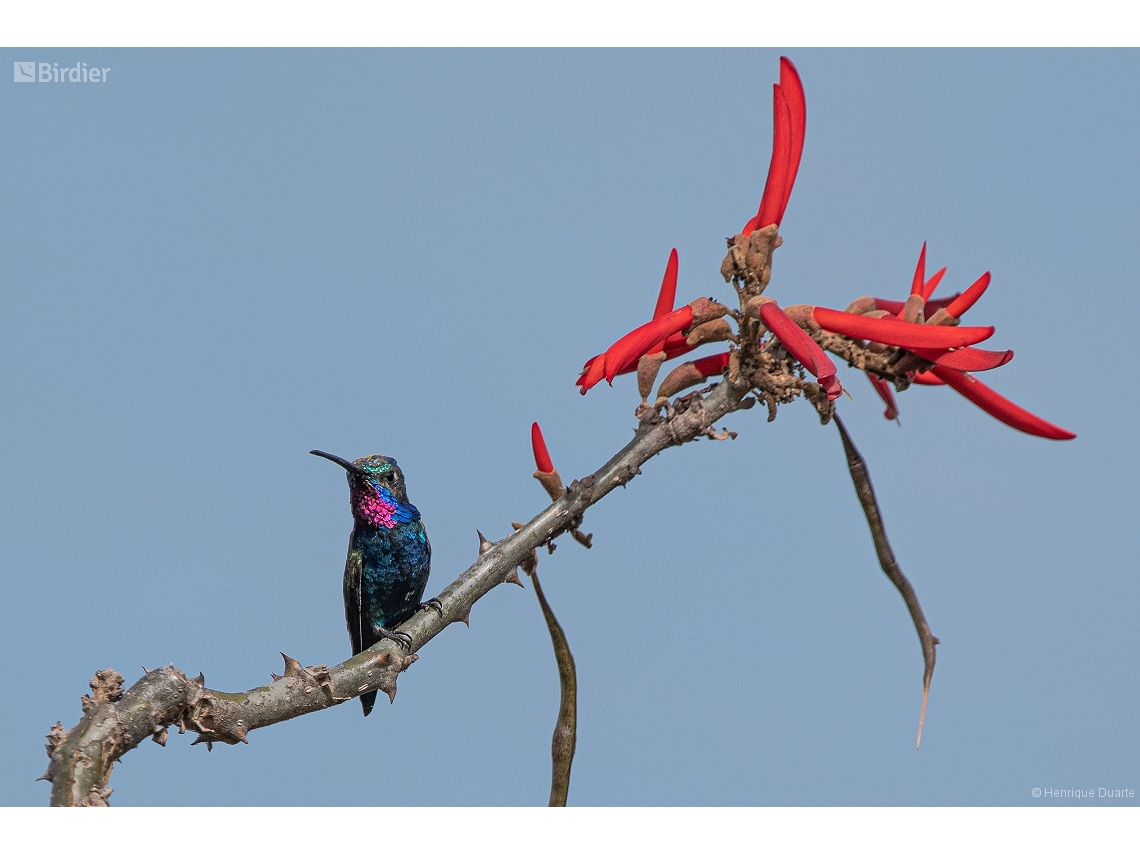 Heliomaster furcifer