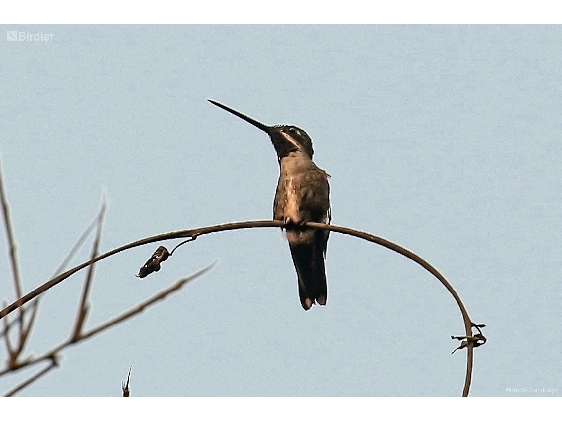 Heliomaster longirostris