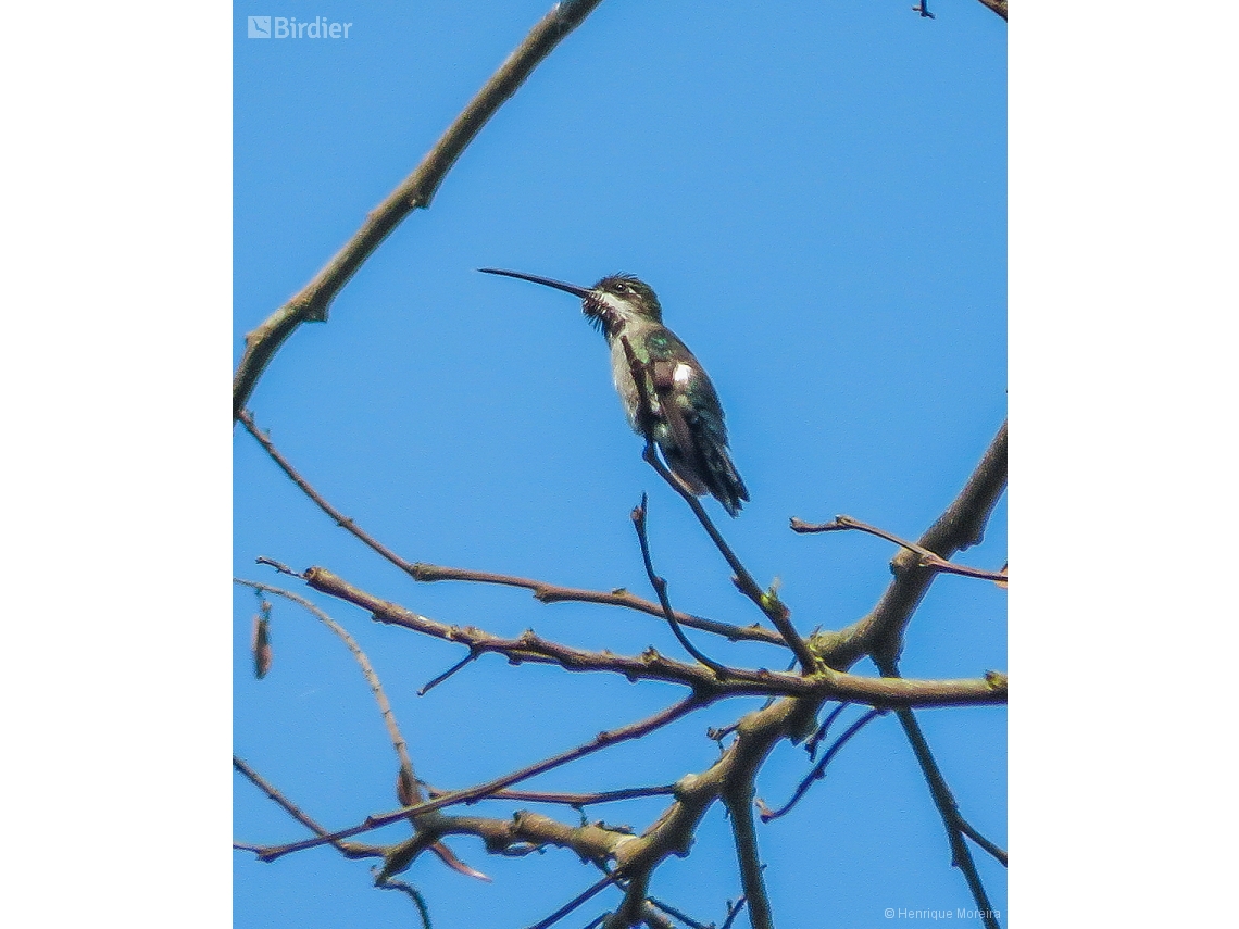 Heliomaster longirostris