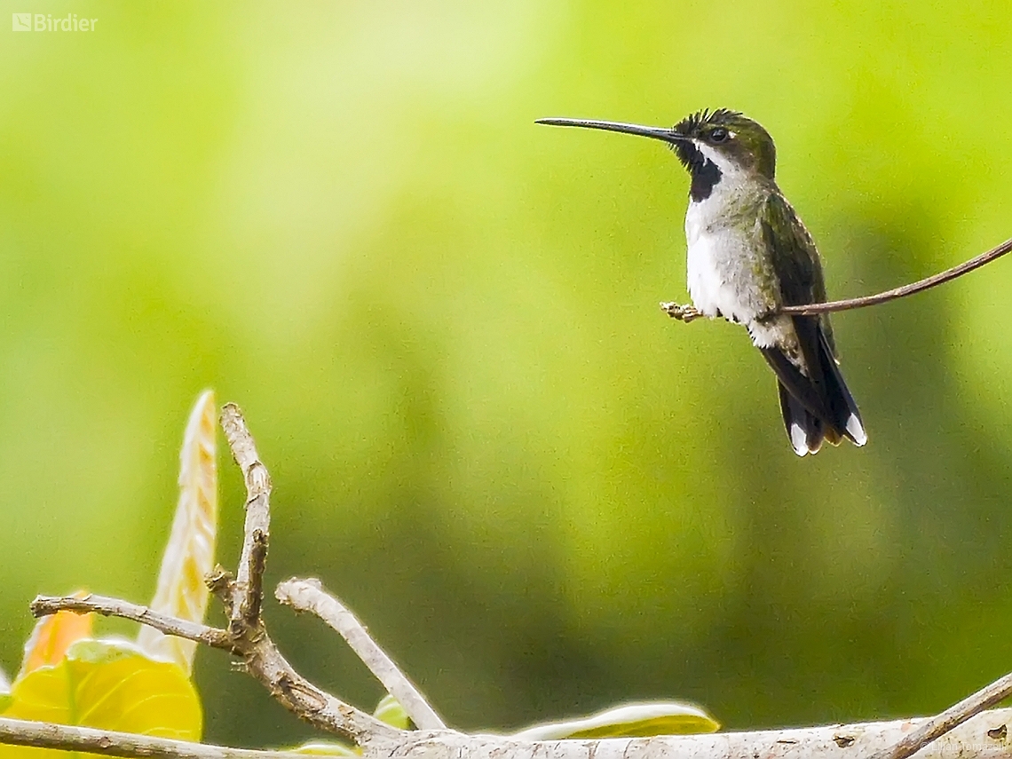 Heliomaster longirostris