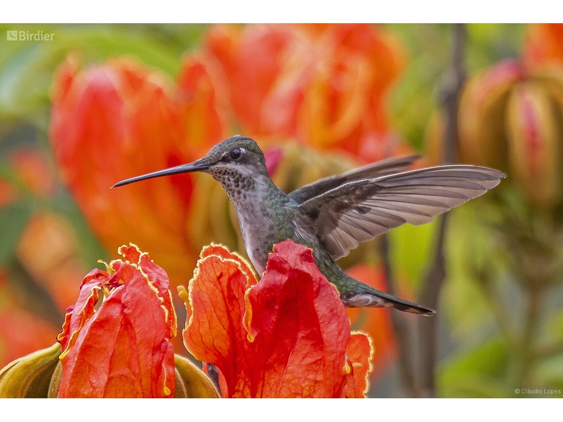 Heliomaster squamosus