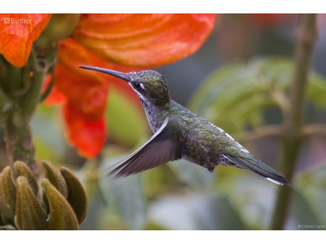 Heliomaster squamosus