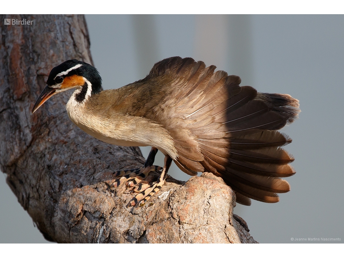 Heliornis fulica