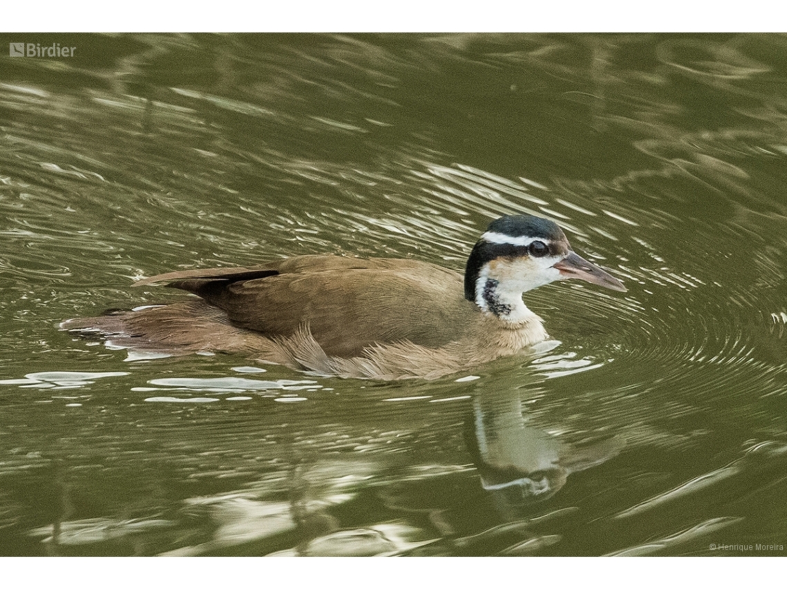 Heliornis fulica