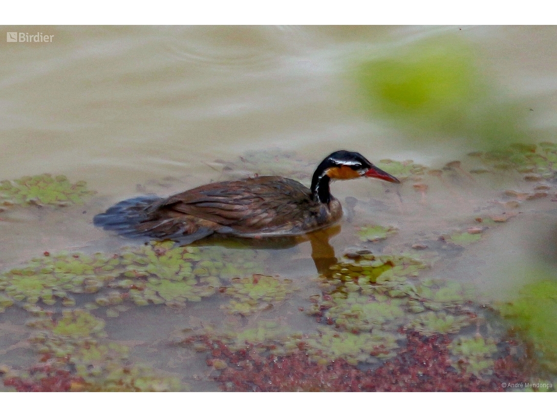 Heliornis fulica