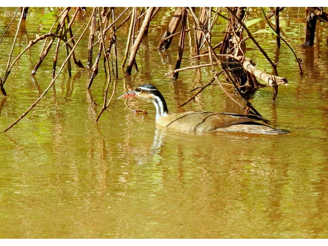 Heliornis fulica