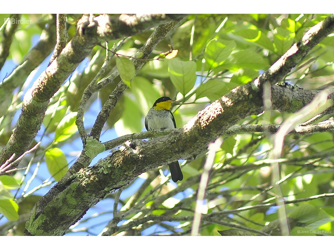 Hemithraupis flavicollis