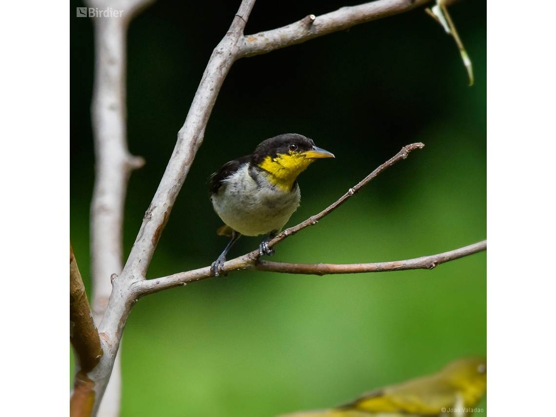 Hemithraupis flavicollis