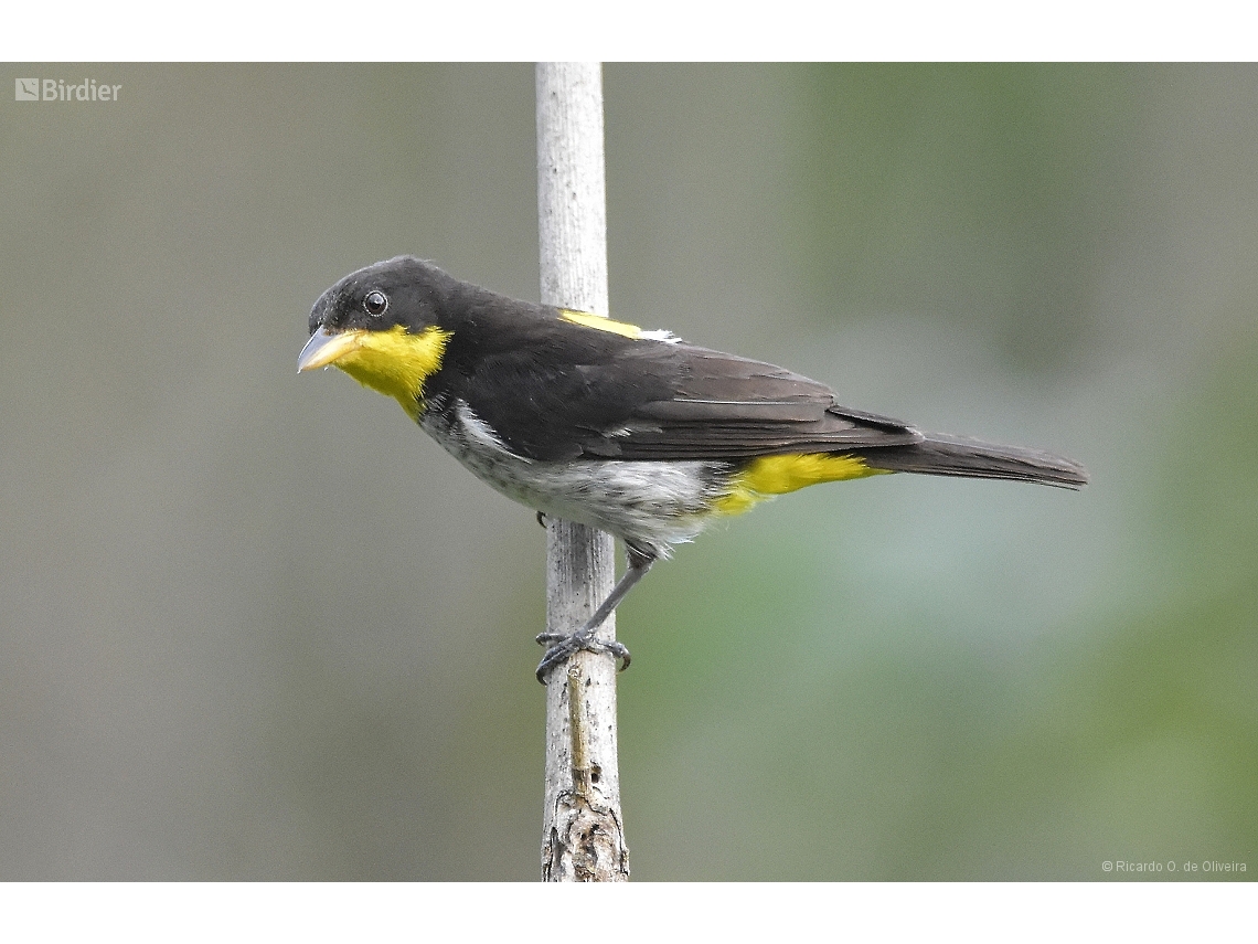 Hemithraupis flavicollis