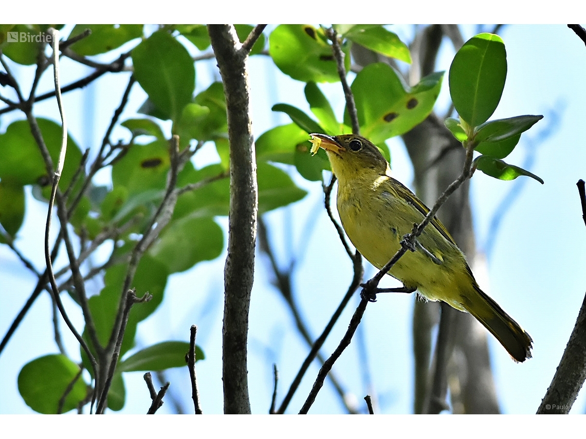 Hemithraupis flavicollis