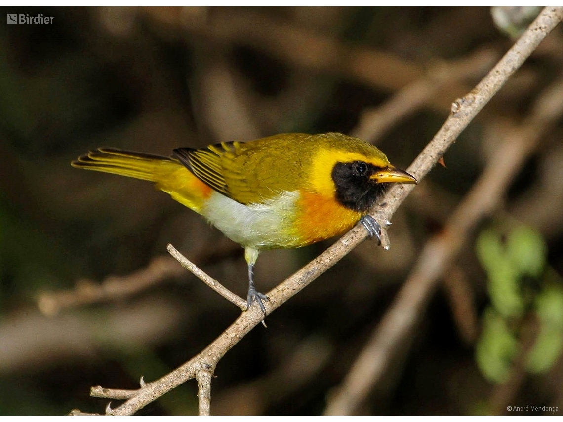 Hemithraupis guira