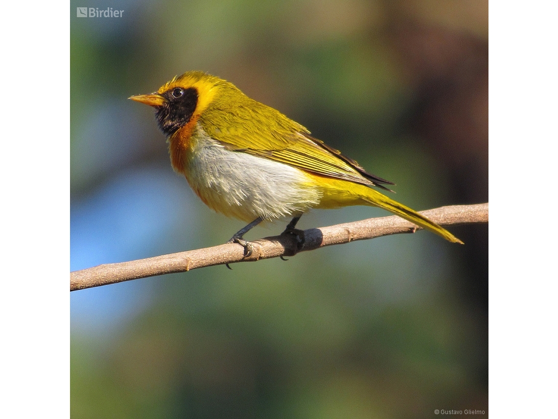 Hemithraupis guira