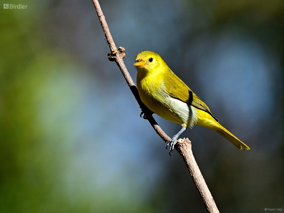 Hemithraupis guira