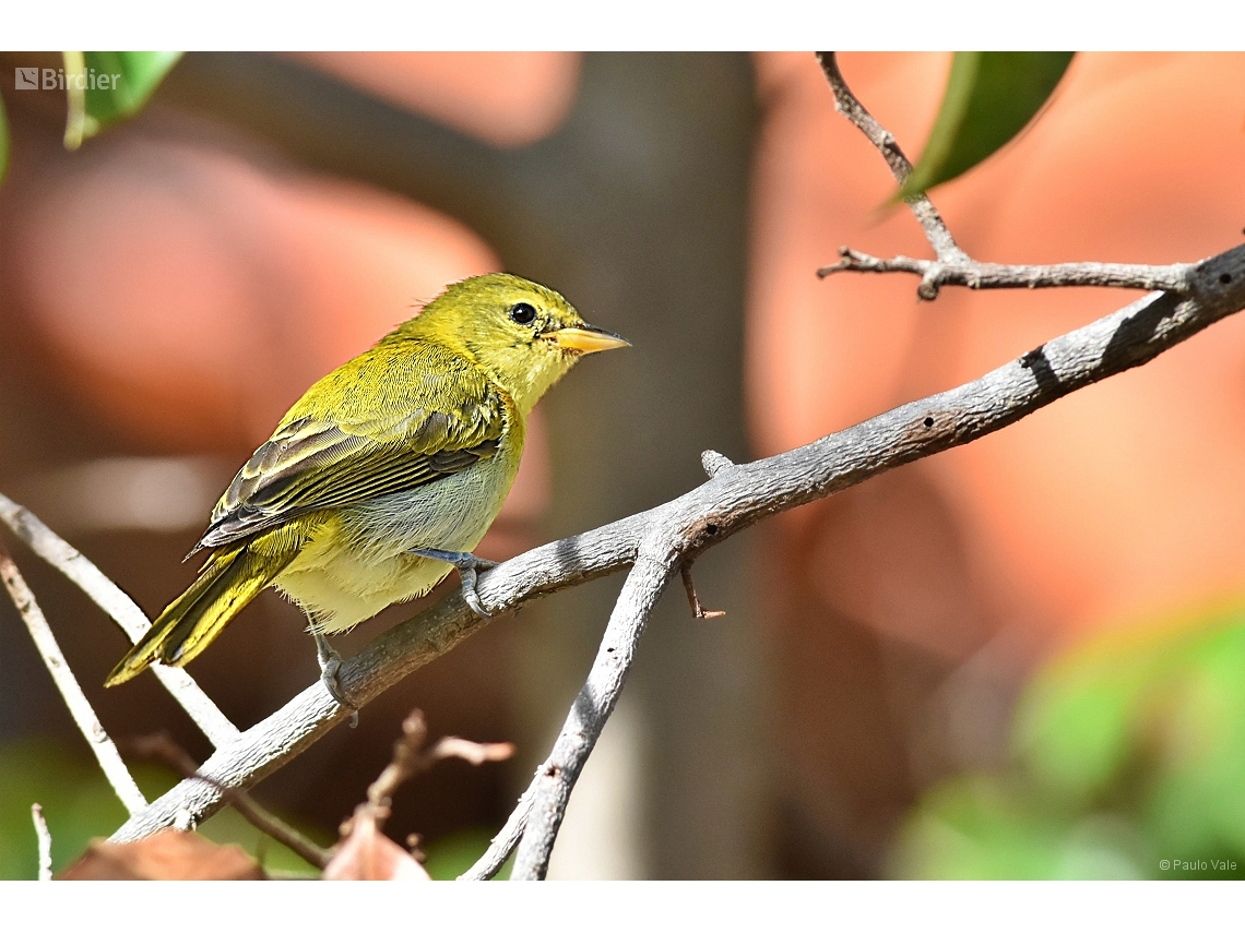 Hemithraupis guira