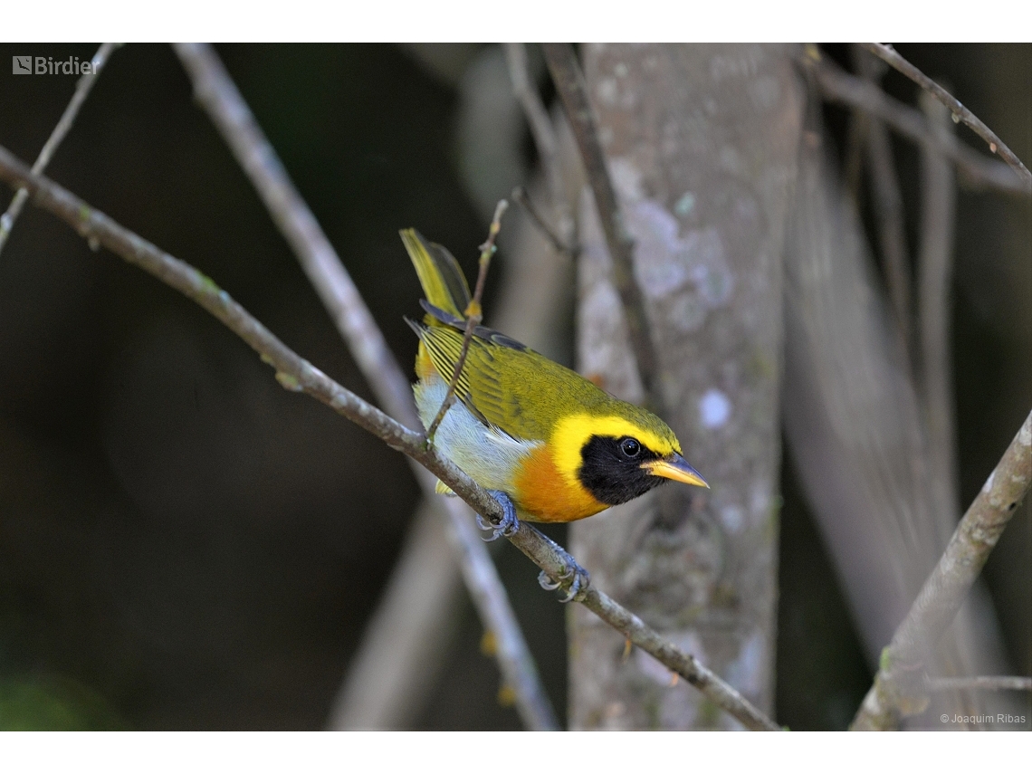 Hemithraupis guira