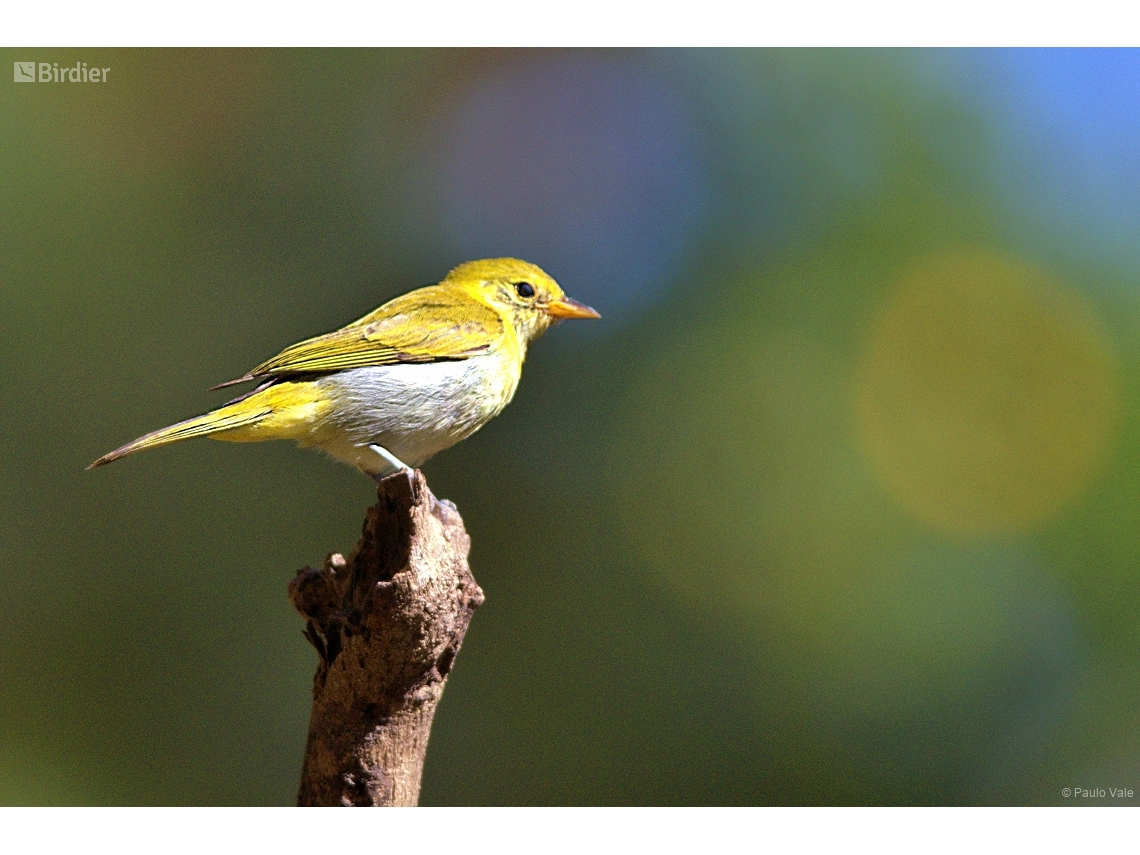 Hemithraupis guira