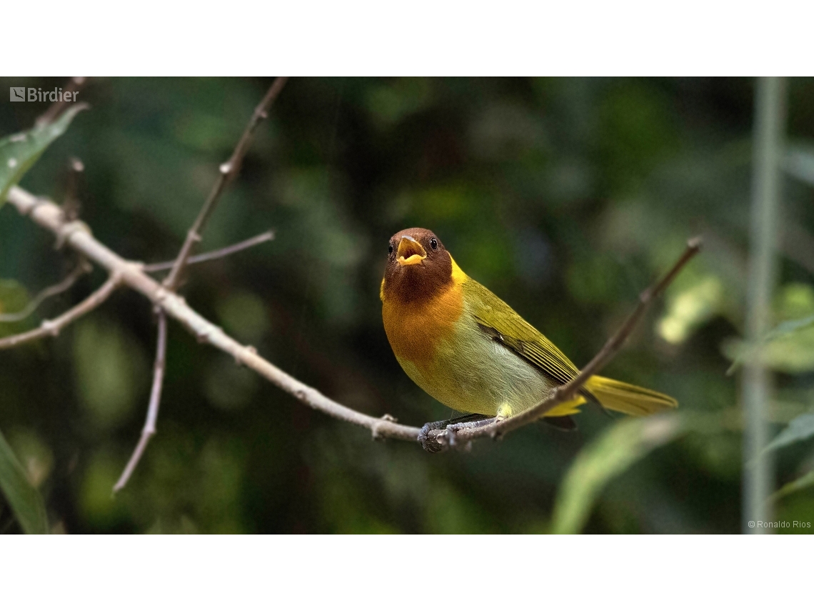 Hemithraupis ruficapilla