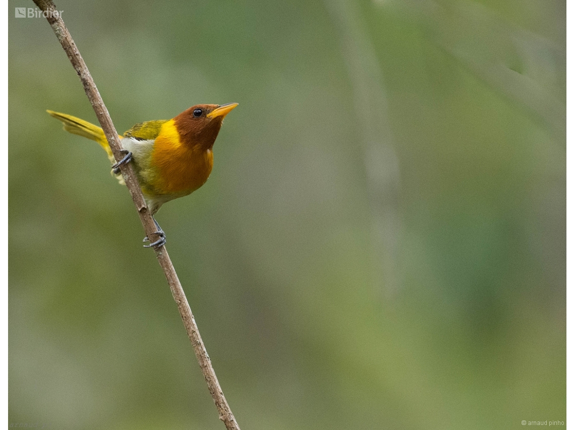 Hemithraupis ruficapilla