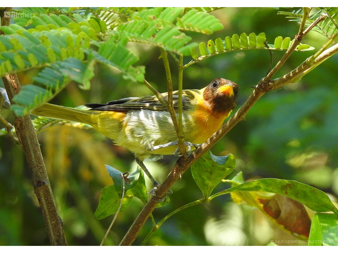 Hemithraupis ruficapilla