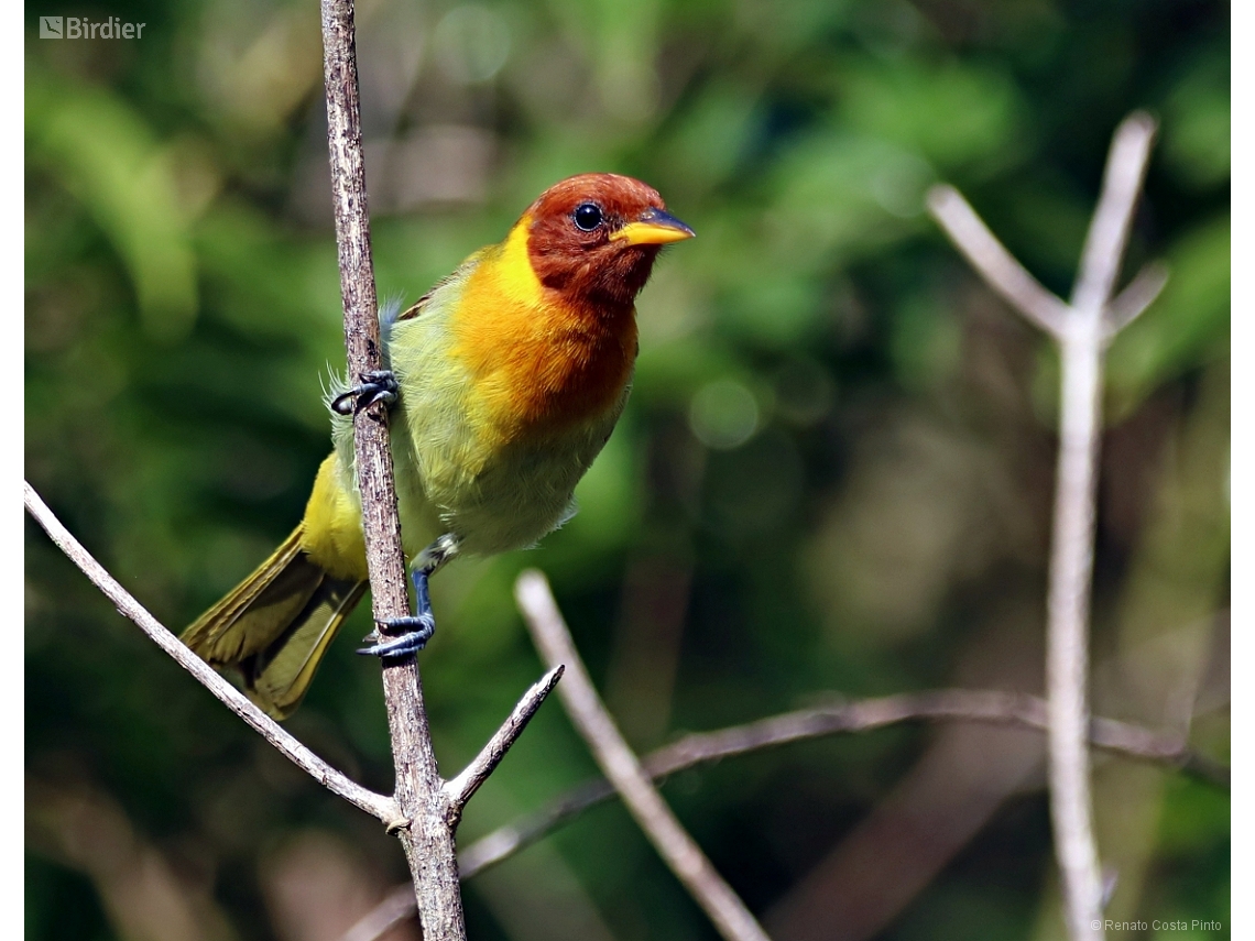 Hemithraupis ruficapilla