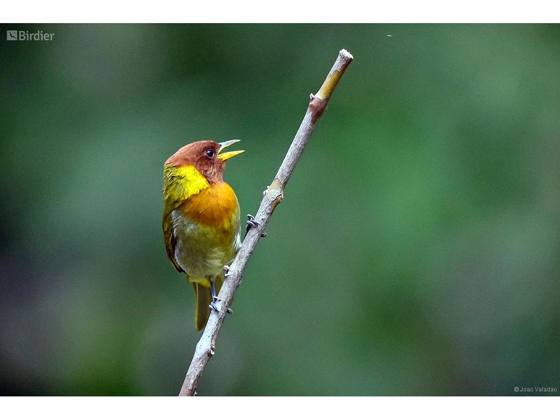 Hemithraupis ruficapilla