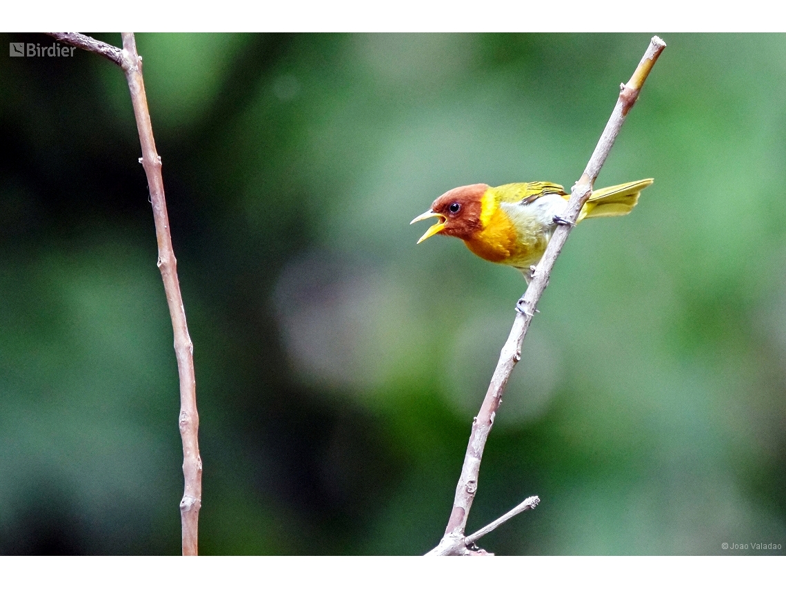 Hemithraupis ruficapilla