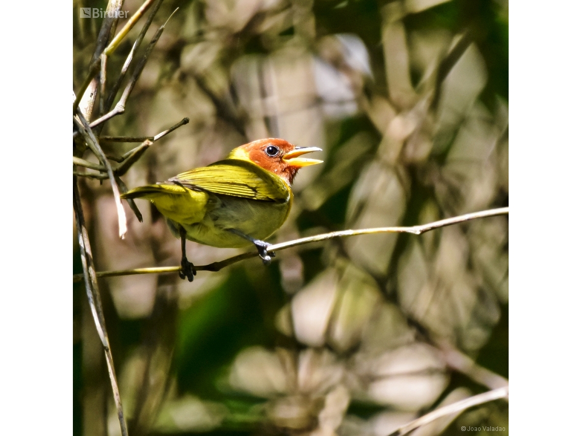 Hemithraupis ruficapilla