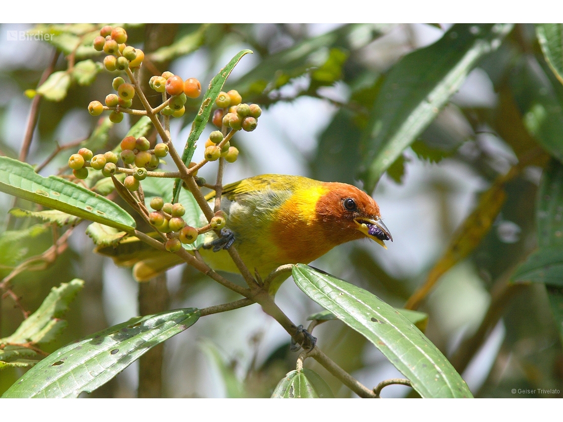 Hemithraupis ruficapilla