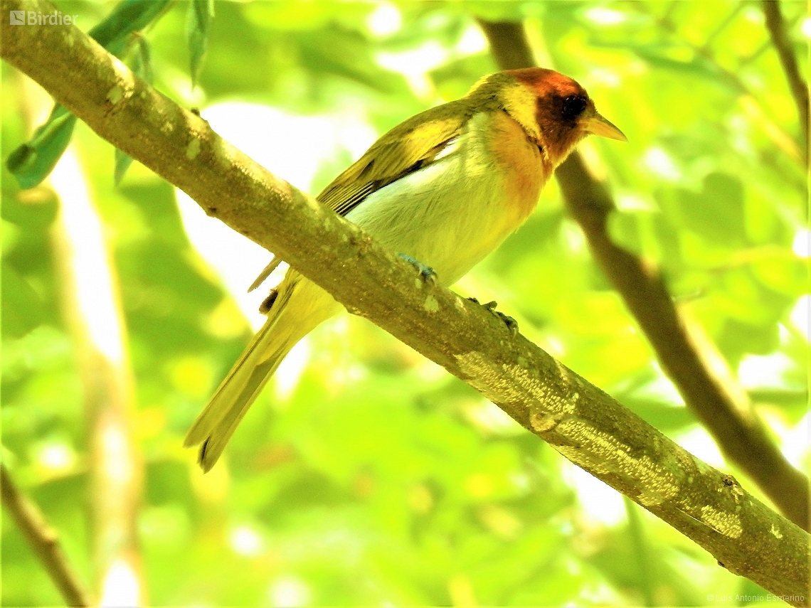 Hemithraupis ruficapilla