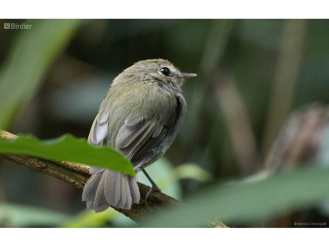 Hemitriccus diops