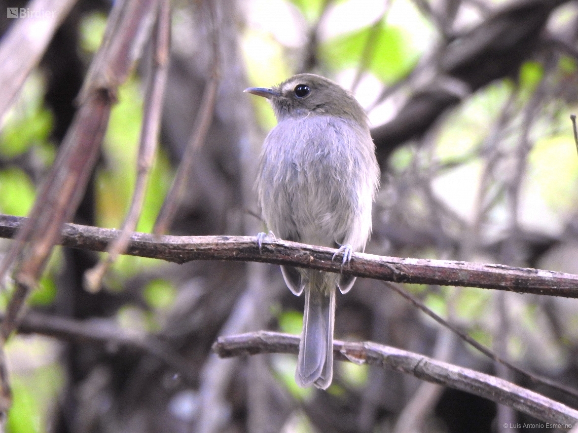 Hemitriccus diops