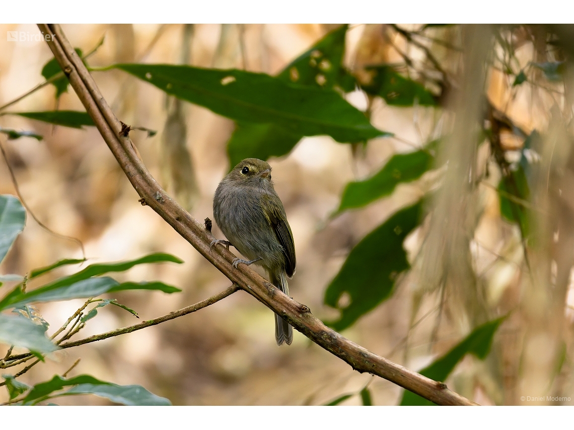 Hemitriccus diops