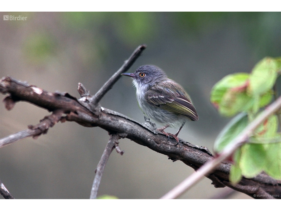 Hemitriccus margaritaceiventer