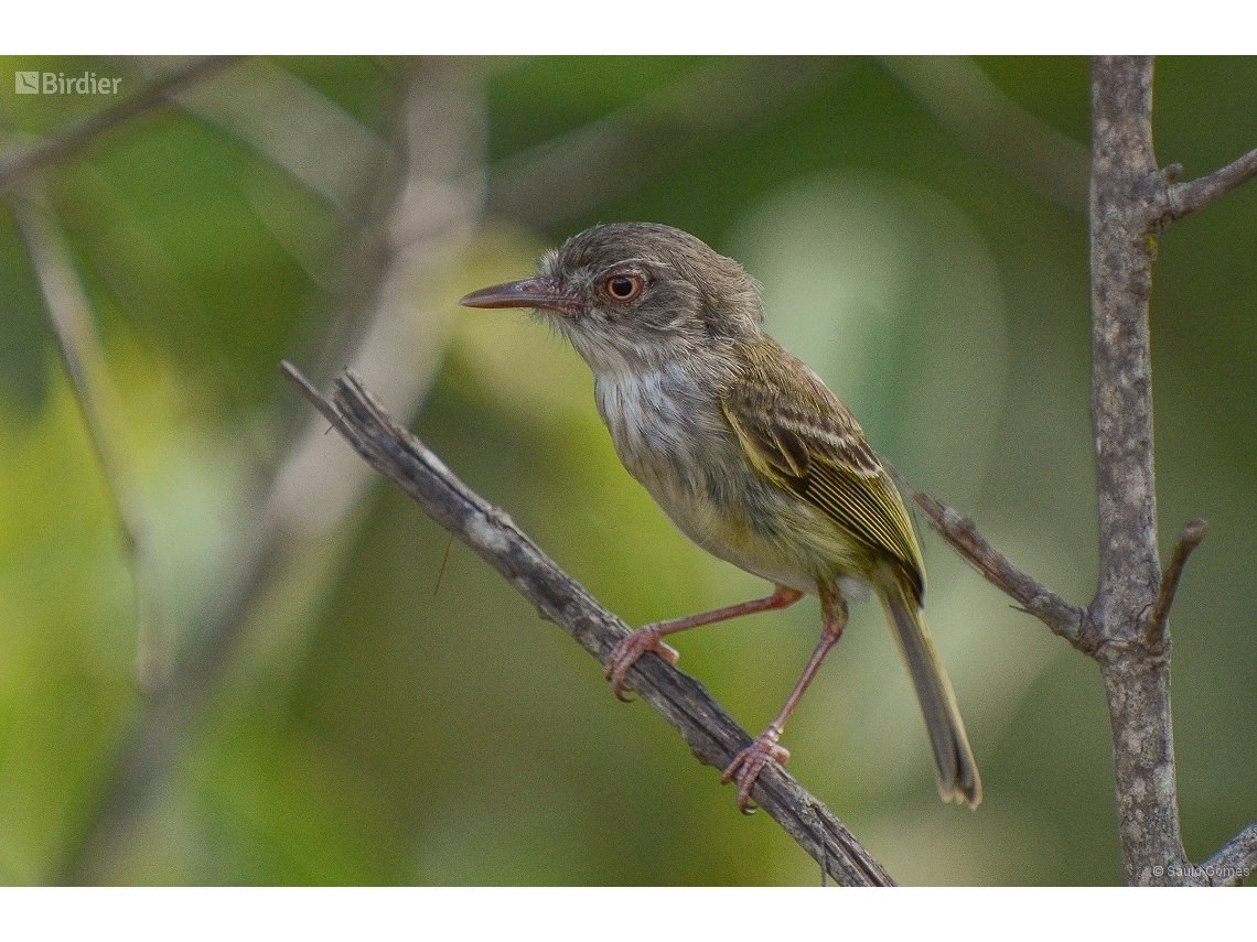 Hemitriccus margaritaceiventer