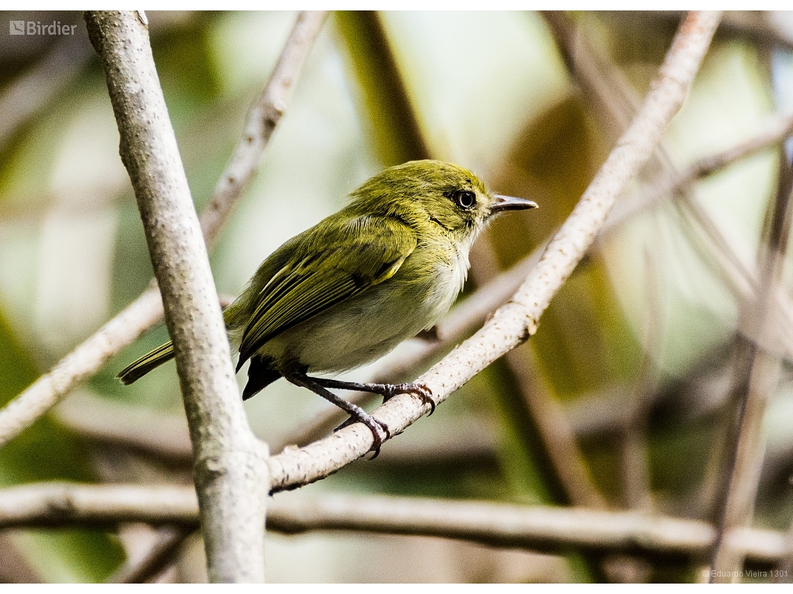 Hemitriccus nidipendulus
