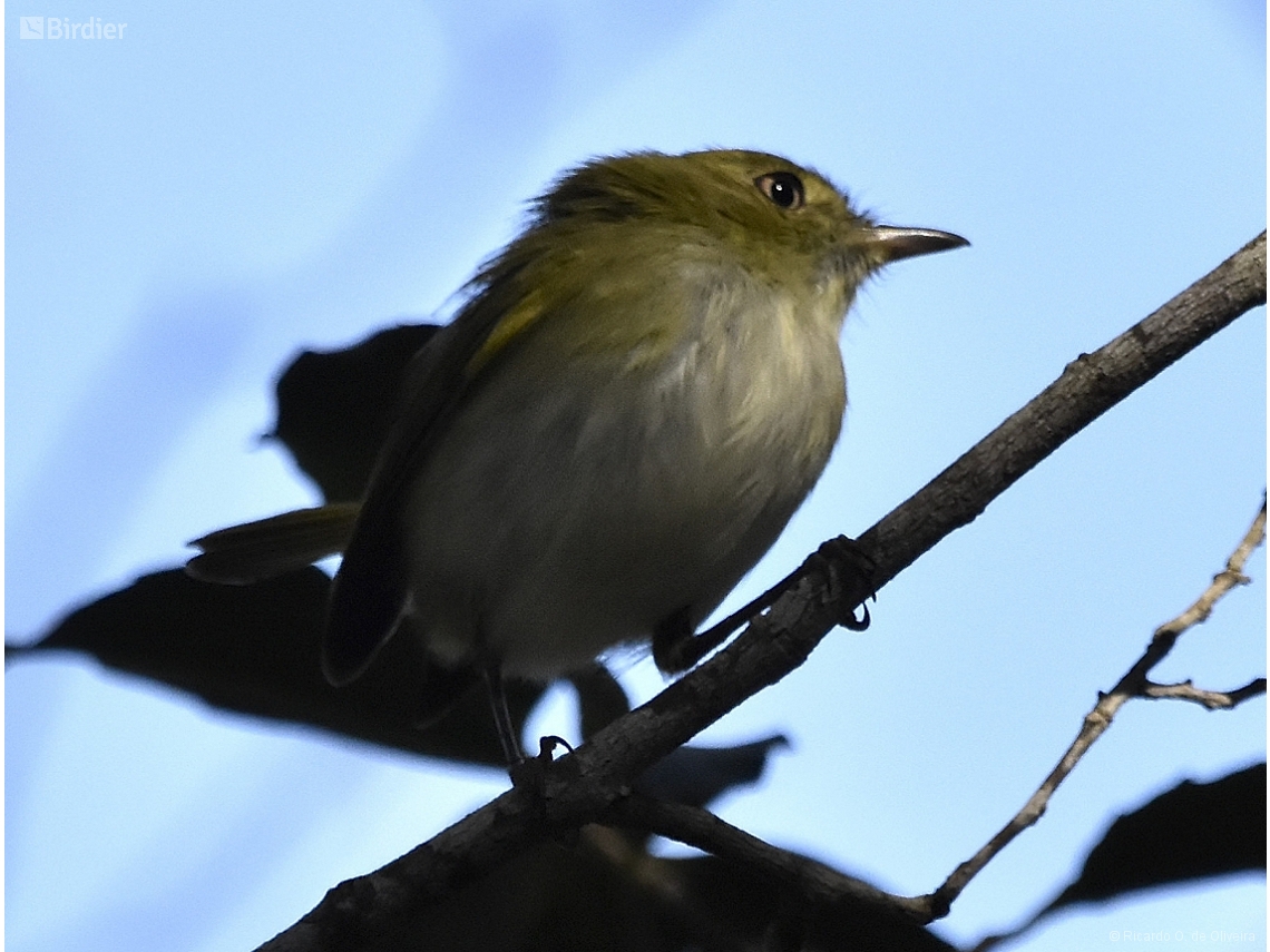 Hemitriccus nidipendulus