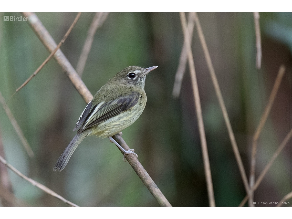 Hemitriccus orbitatus