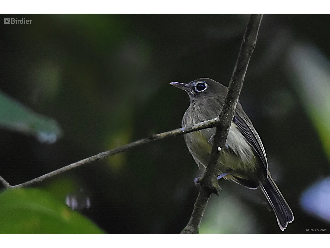 Hemitriccus orbitatus