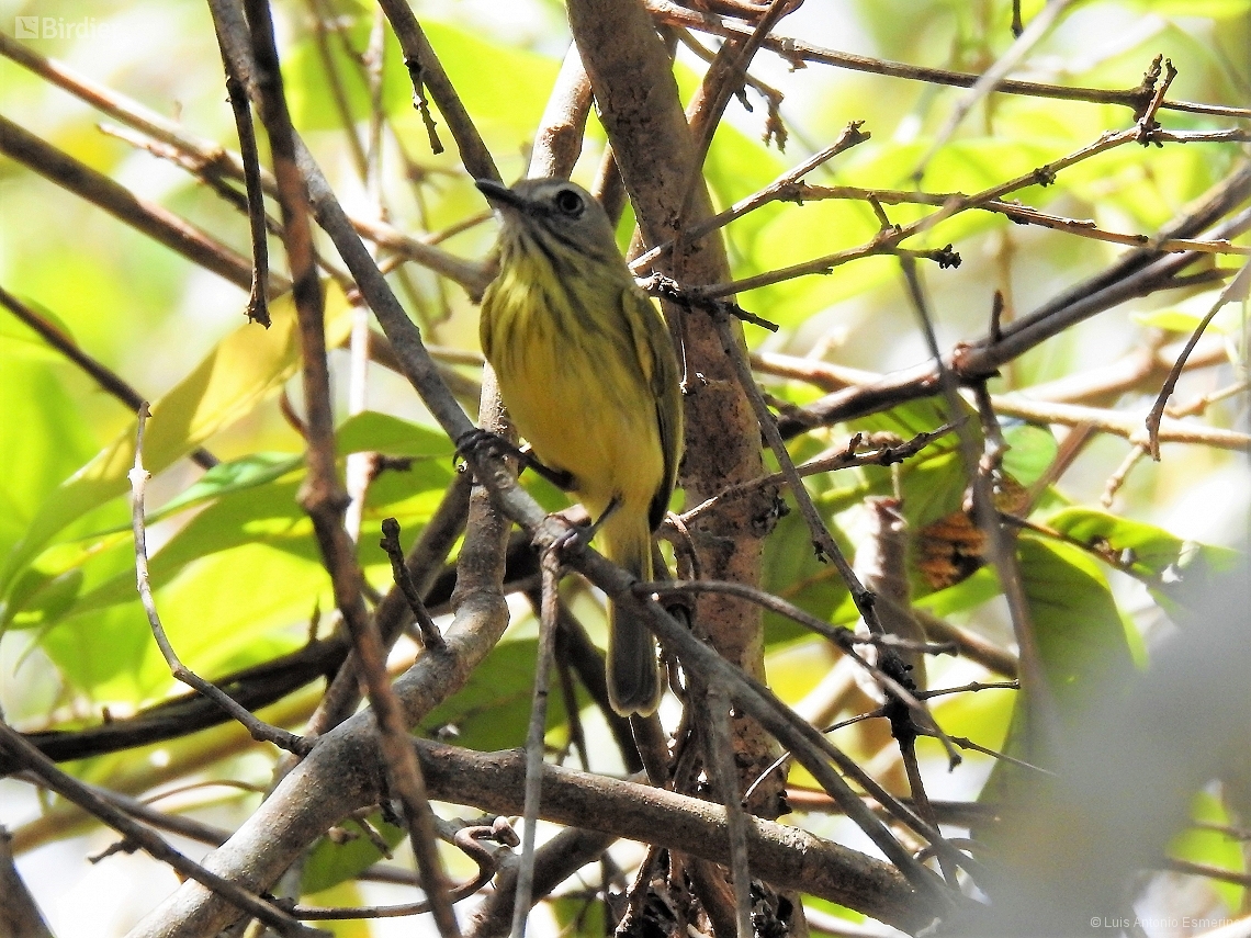 Hemitriccus striaticollis