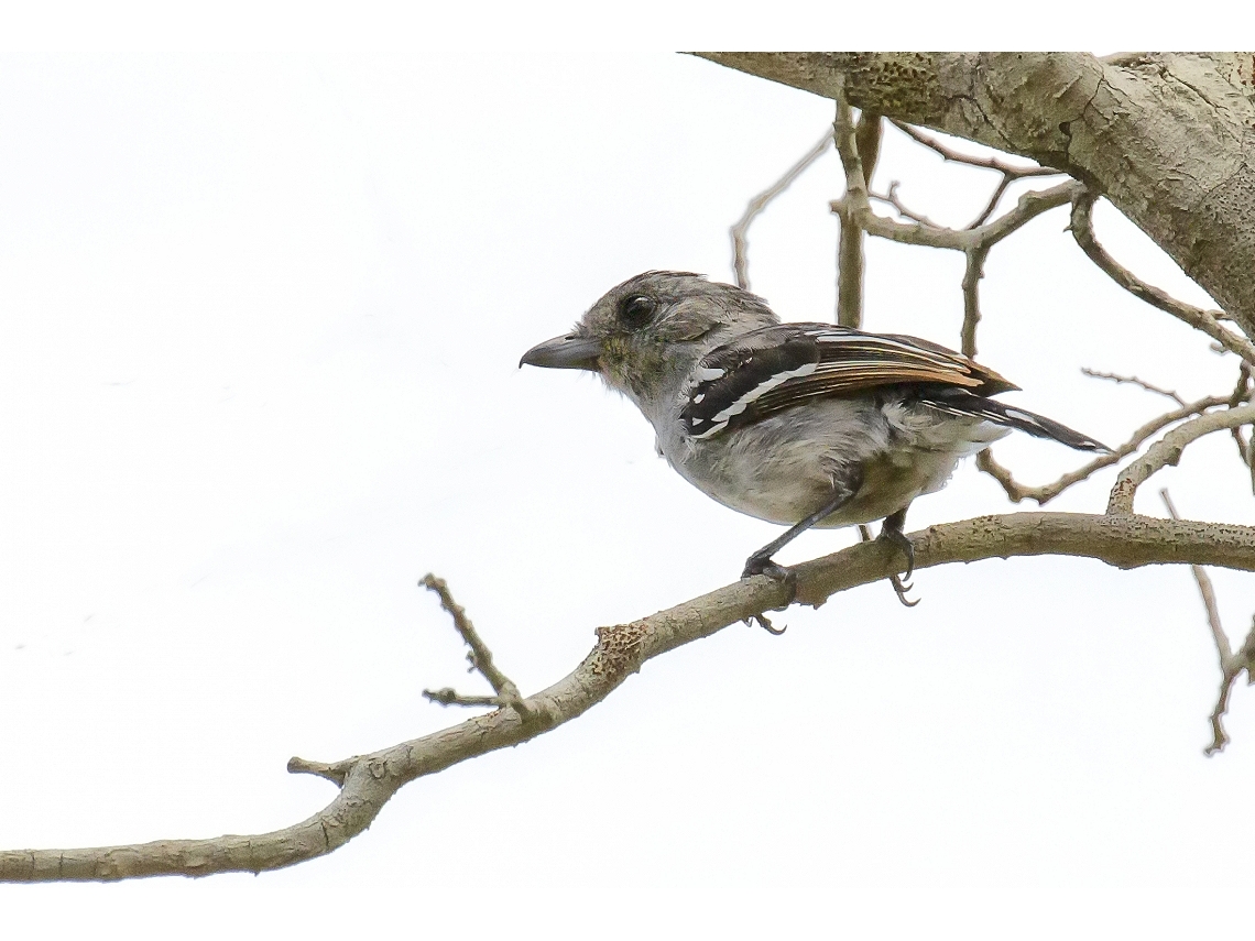 Herpsilochmus atricapillus