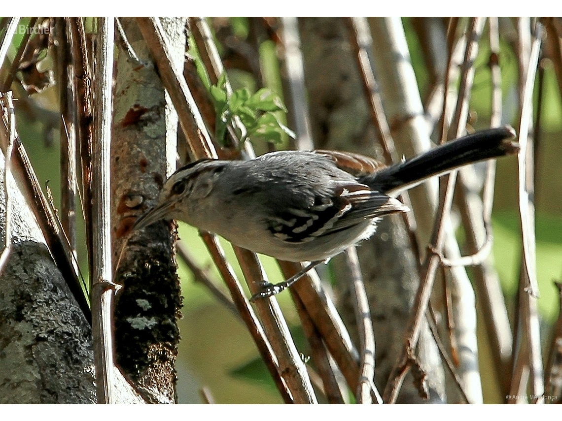 Herpsilochmus atricapillus