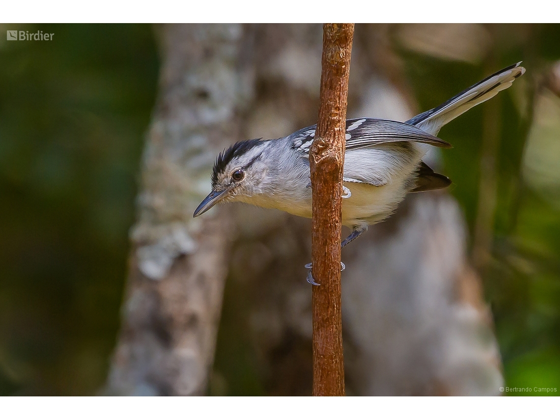 Herpsilochmus atricapillus