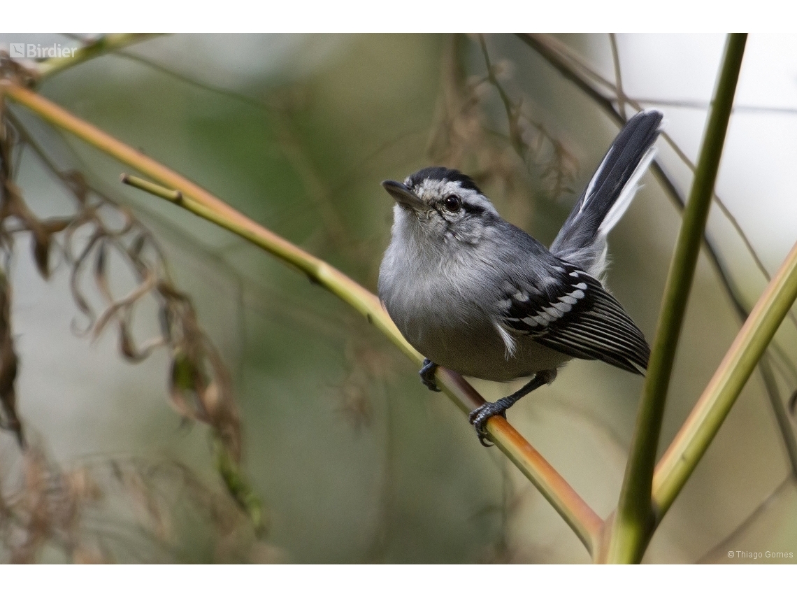 Herpsilochmus atricapillus