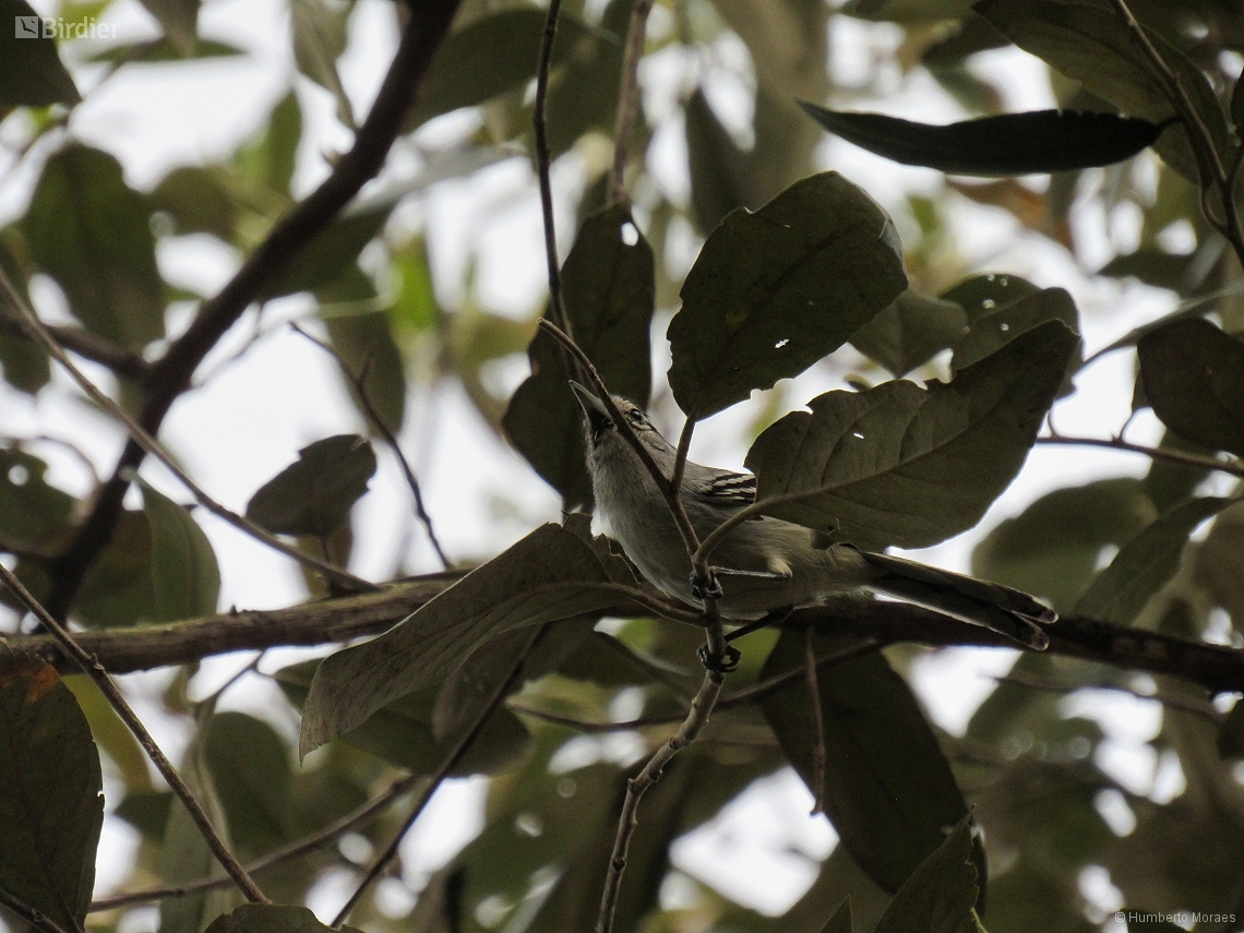 Herpsilochmus atricapillus