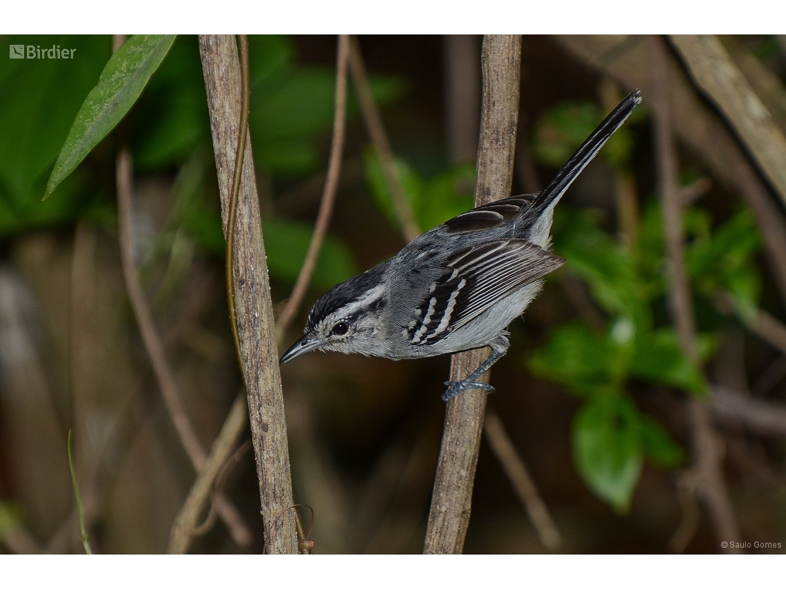 Herpsilochmus atricapillus