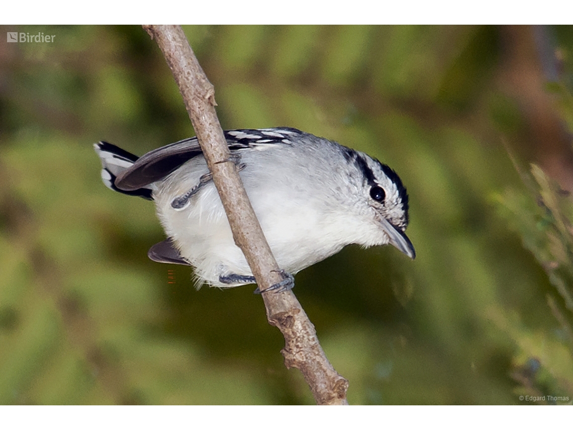 Herpsilochmus atricapillus