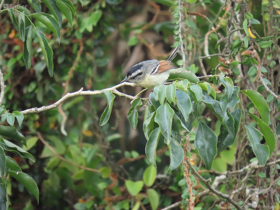 Herpsilochmus rufimarginatus